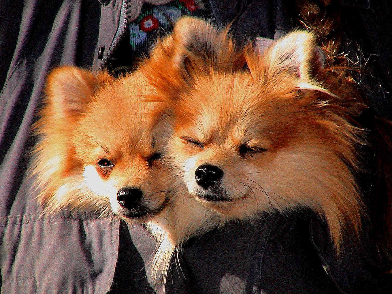 foxy_itty_edited.jpg (433788 bytes)