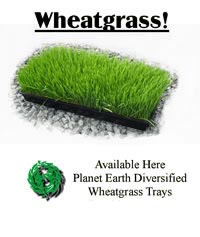 wheatgrass